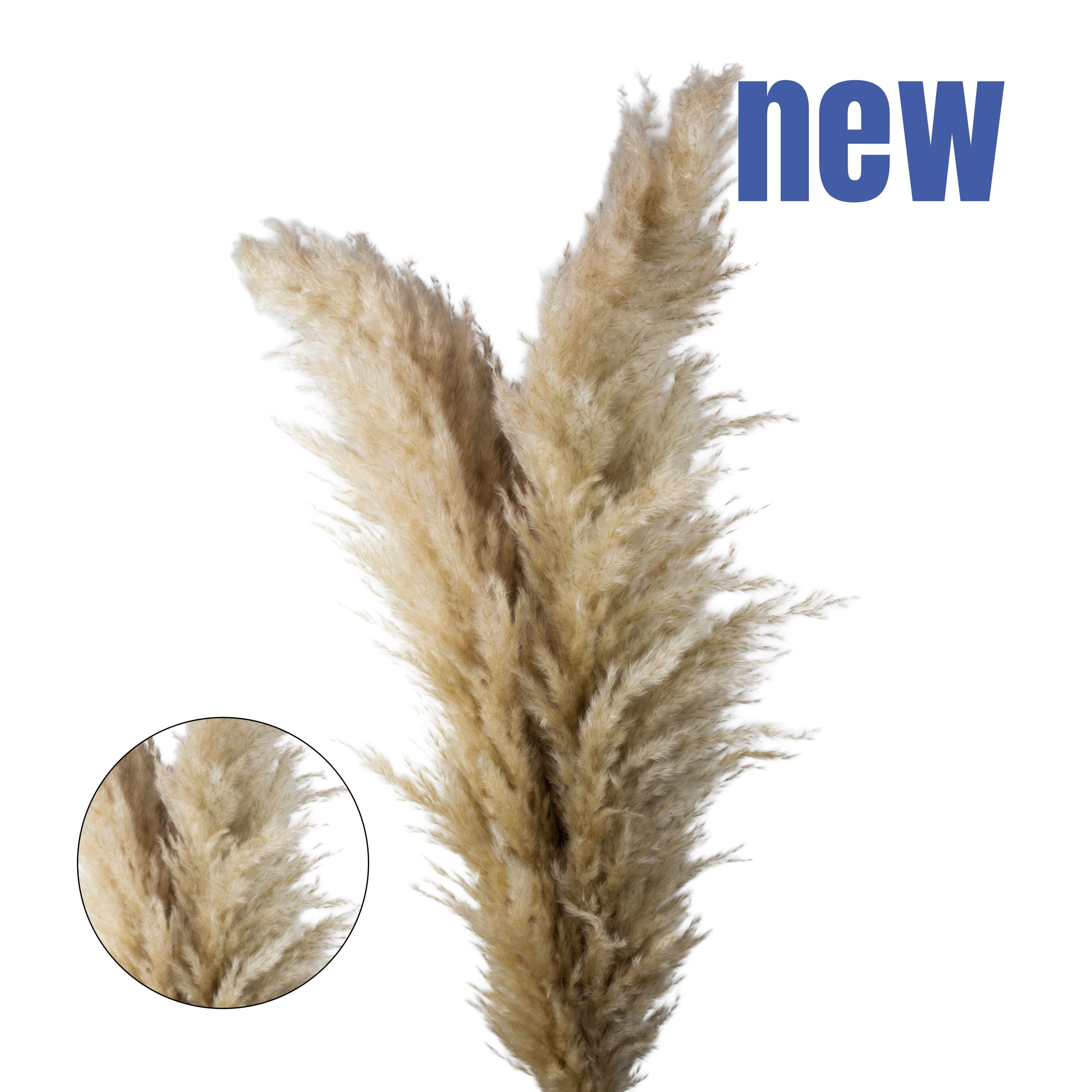 Вишня обыкновенная Молодежная